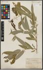 Foto von Salix acmophylla Boiss.